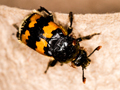 Nicrophorus vespillo